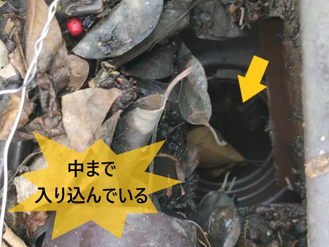 雨樋　中まで入り込んでいる